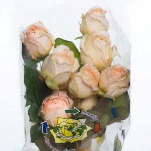ROSE GAR CARAMEL ANTIKE Equateur 40